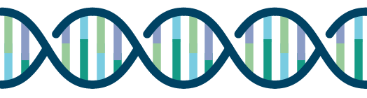 正常な遺伝子の図